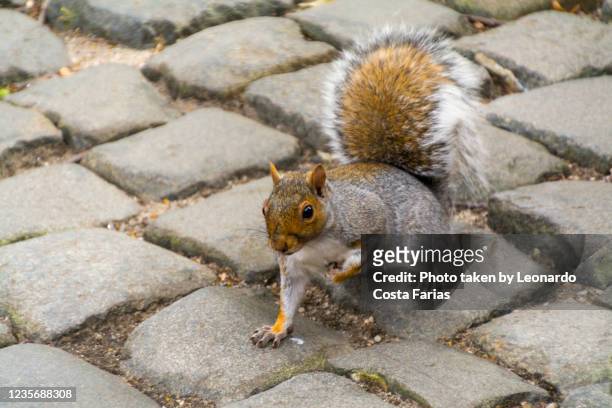 a squirrel in new york - gray squirrel foto e immagini stock