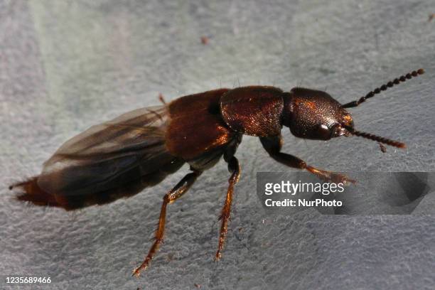 Rove beetle ready to take flight in Toronto, Ontario, Canada, on October 02, 2021.
