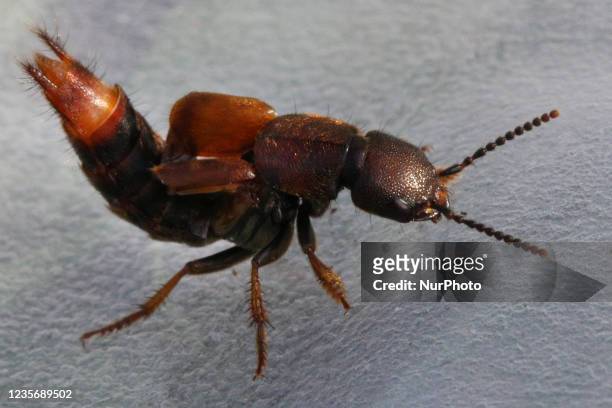 Rove beetle in Toronto, Ontario, Canada, on October 02, 2021.