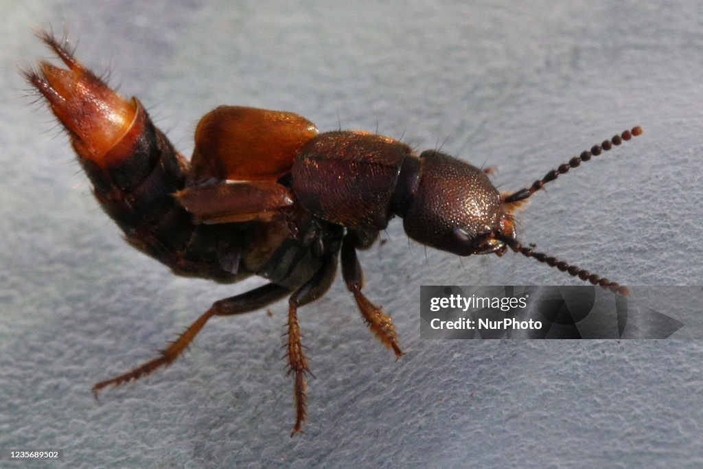 Rove Beetle