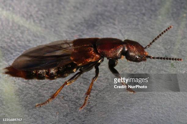 Rove beetle in Toronto, Ontario, Canada, on October 02, 2021.