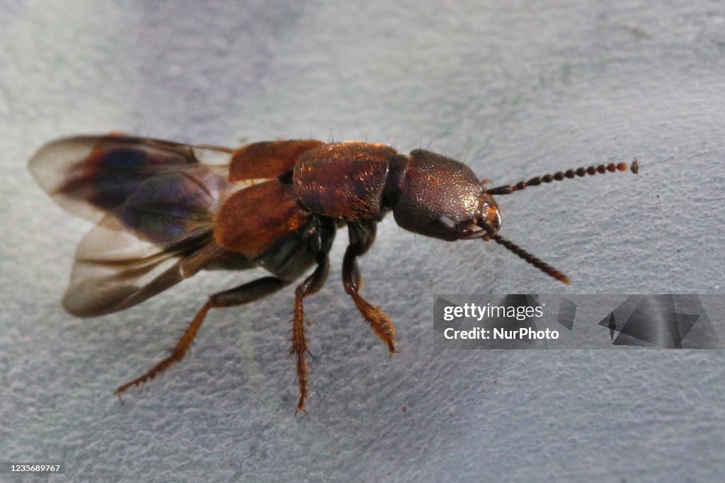 Rove Beetle