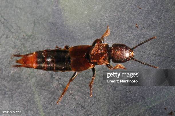 Rove beetle in Toronto, Ontario, Canada, on October 02, 2021.