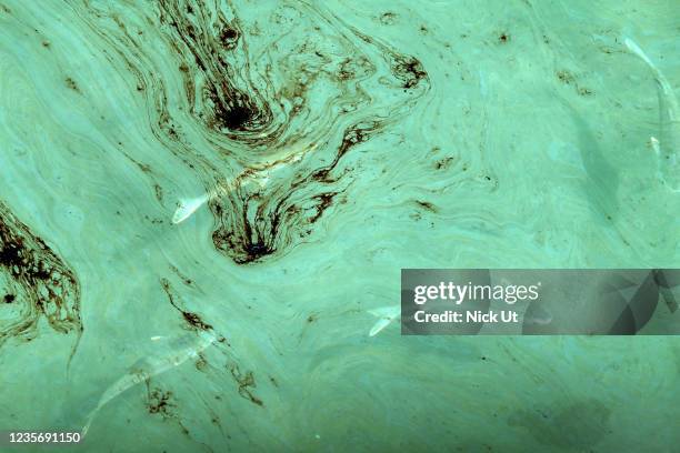 Fish swim in oil contaminated water on Huntington State Beach after a 126,000-gallon oil spill from an offshore oil platform on October 3, 2021 in...