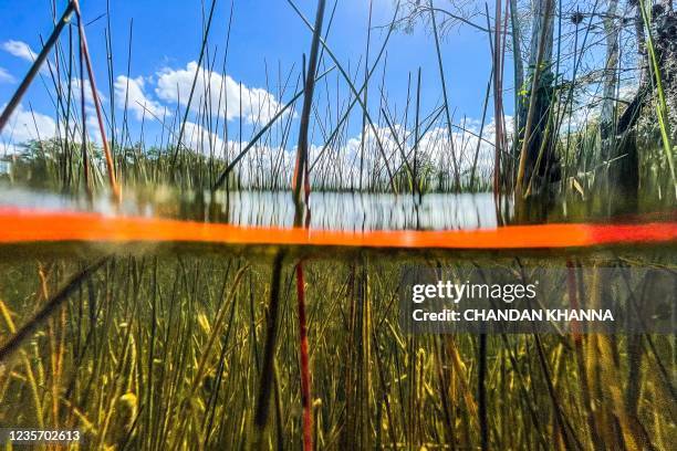Water vegetation is seen under the water in Everglades wetlands in Everglades National Park, Florida on September 30, 2021. - The largest wetland in...