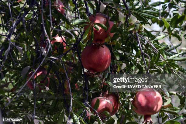 Afghanistan Pomegranates Photos and Premium High Res Pictures Getty
