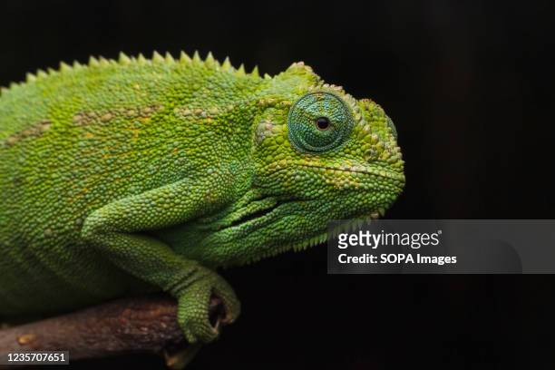 The Elliot's Chameleon scientifically known as Trioceros ellioti clings to a branch with his feet tightly at a farm in Kitumba village. The Elliot's...