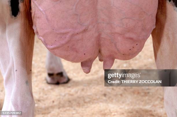 This photograph taken in Cournon d'Auvergne near Clermont-Ferrand , on October 5, 2021 shows the udder of a cow during the Holstein Friesian cow...