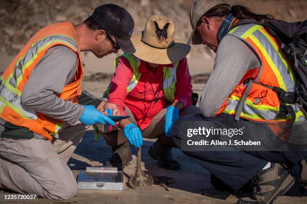 Huntington Beach, CA From left: Biologists Ryan Quilley, Lorena Bernal, and Kris Alberts, of Blackhawk Environmental, inspect two dead juvenile...