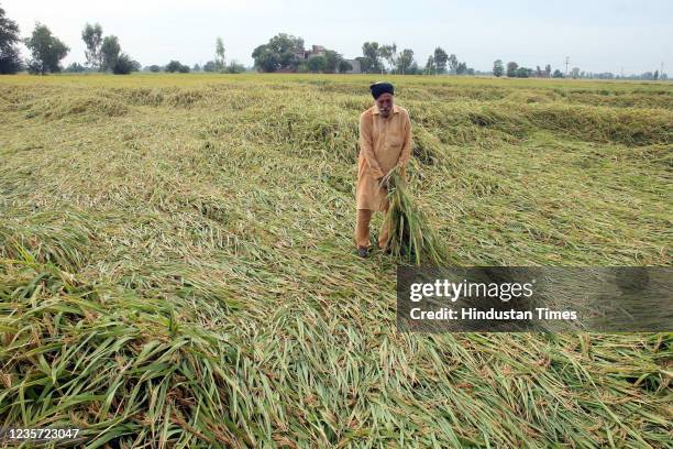 Farmer shows the damaged paddy crop after the rain and strong winds in Bathinda District, on October 5, 2021 in Bathinda, India.