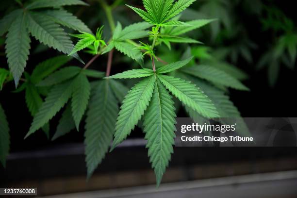 Marijuana plants grow under lights at Cresco Labs medical marijuana cultivation facility on Aug. 8 in Joliet, Illinois. Many Democratic politicians...