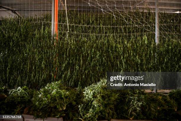 Drying Marijuana Photos and Premium High Res Pictures - Getty Images