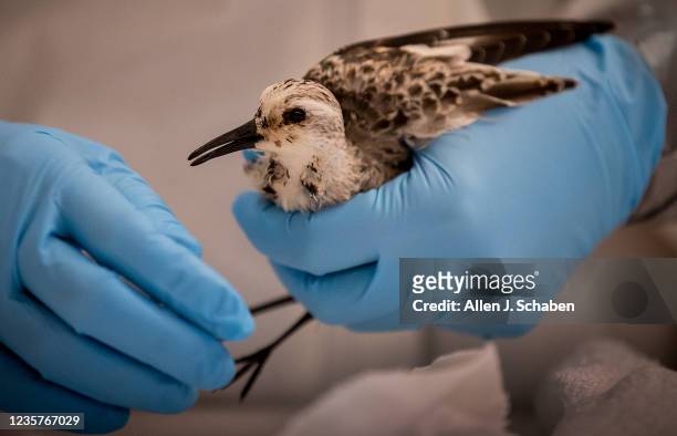 Huntington Beach, CA An oiled sanderling, rescued Thursday from OC oiled beaches, is treated by Jean Yim, field stabilization group supervisor and...