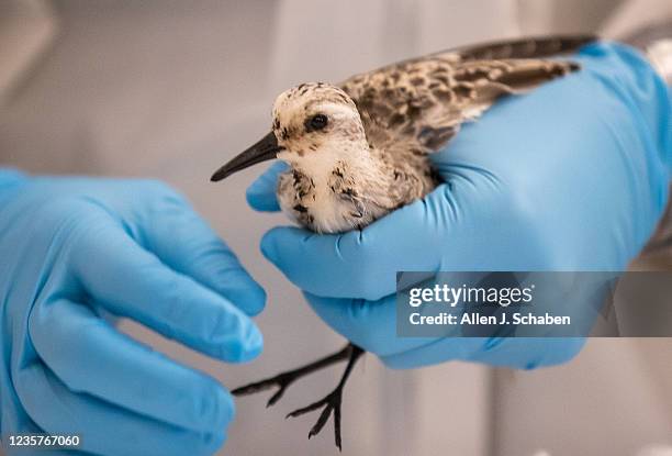 Huntington Beach, CA An oiled sanderling, rescued Thursday from OC oiled beaches, is treated by Jean Yim, field stabilization group supervisor and...