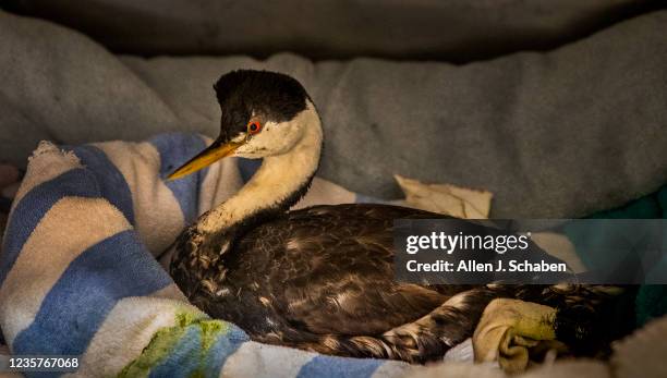 Huntington Beach, CA An oiled western grebe, rescued Thursday from OC oiled beaches, rests in its cage after Jean Yim, field stabilization group...