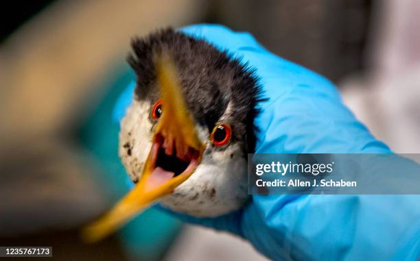 Huntington Beach, CA An oiled western grebe, rescued Thursday from OC oiled beaches, tries to break loose after Jean Yim, field stabilization group...