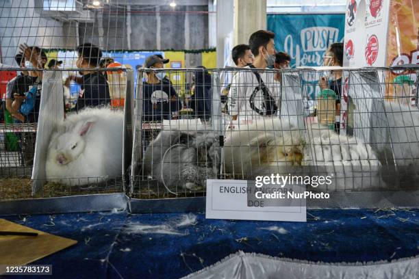 Angora Doe Rabbit 20 English Angora Rabbit Stock Photos, High-Res Pictures, and Images ...