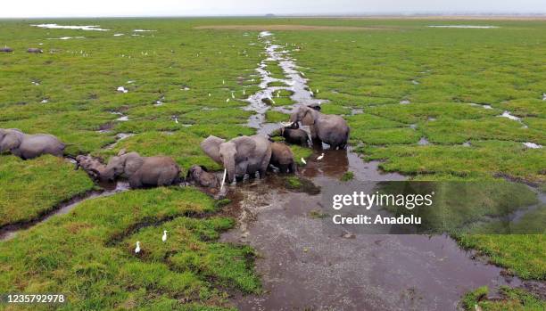 An aerial view of elephants living in Amboseli National Park, hosting large elephant herds, as the elephant births have increased in the last few...