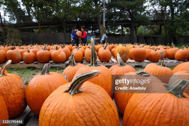 People enjoy during picking pumpkins at the Wardâs Farm in Ridgewood of New Jersey, United States on October 9, 2021.