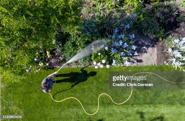 Horticulturalist Becks Mackey gives the flowers a much-needed drink at Wisley Garden on May 26, 2020 in Surrey, England. A lack of rain has seen...