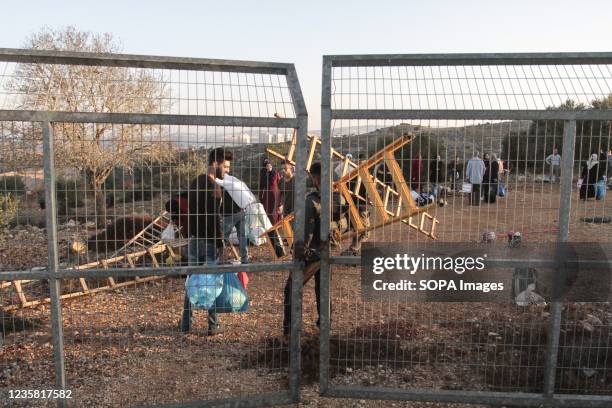 Palestinian farmers are seen crossing the separation fence to pick olives outside the West Bank city of Salfit, near the Jewish settlement of Ariel.