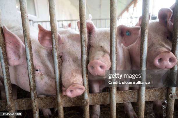 October 2021, Baden-Wuerttemberg, Böhmenkirch: Pigs lie in the pen of an animal welfare pig house. The barn is one of several new, particularly...