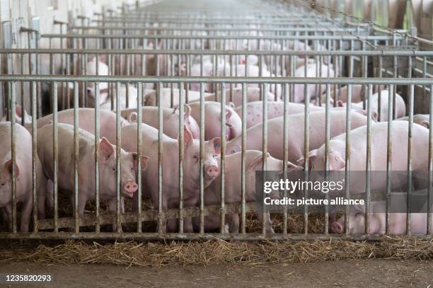 October 2021, Baden-Wuerttemberg, Böhmenkirch: Pigs lie in the pen of an animal welfare pig house. The barn is one of several new, particularly...