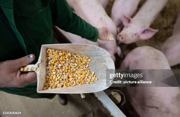 68 Pig Eating Corn Stock Photos, High-Res Pictures, and Images - Getty ...
