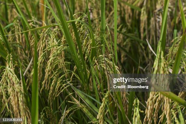 36 San Antonio Quezon Stock Photos, High-Res Pictures, and Images ...