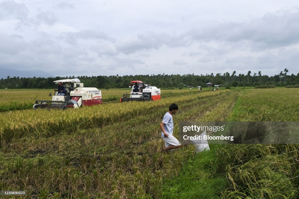 Rice Harvest in Quezon Provice as Philippines' Annual Output to Exceed 20 Million Tons