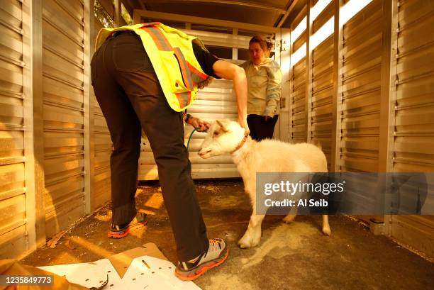 Angela Yates, Director of the Santa Barbara County Animal Services transfers a goat to her trailer rescued from the ranch of Tracey Navarro, right,...