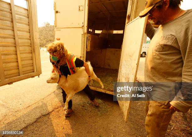 Angela Yates, Director of the Santa Barbara County Animal Services transfers a goat to her trailer rescued from the ranch of Brian Stuart, right,...