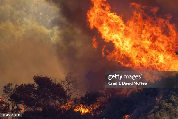 Flames chew through chaparral brush at the Alisal Fire on October 13, 2021 near Goleta, California. Pushed by high winds, the fire grew to 6,000...