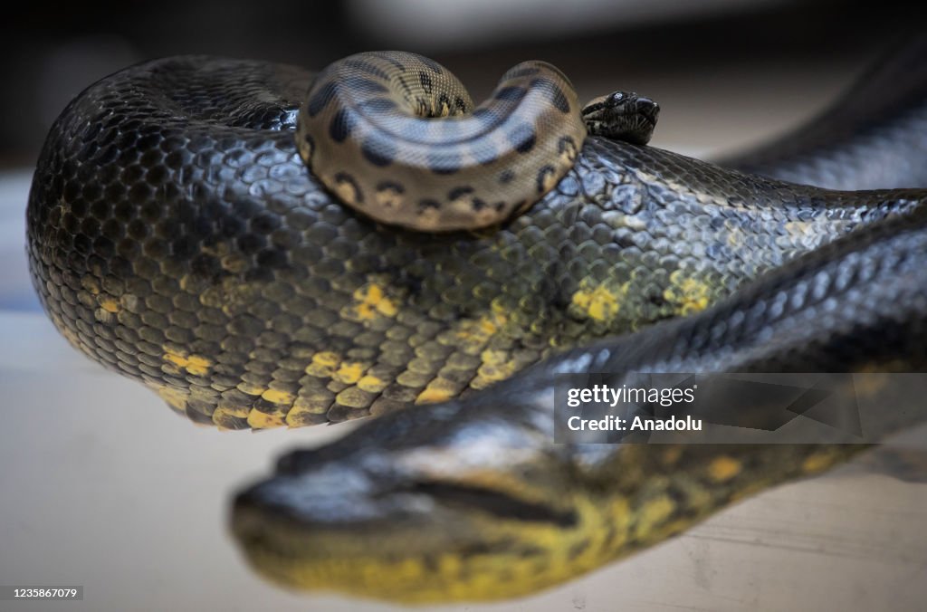 Green Anaconda gives birth to nineteen