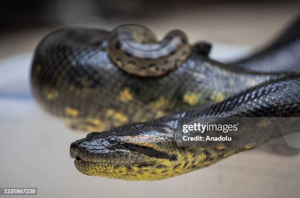 Month-old Green Anaconda rests on top of her mother who gave birth to nineteen babies in captivity, in Mexico City, Mexico on October 13, 2021. Green...