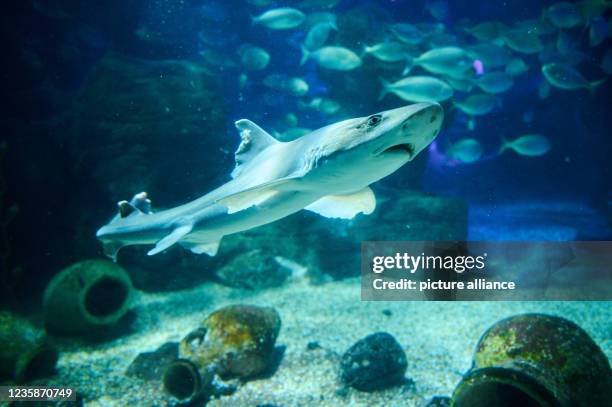 October 2021, Berlin: In the Atlantic pool at Sea Life Berlin, a smooth dogfish and golden trumpets swim in a shoal. Photo: Annette Riedl/dpa