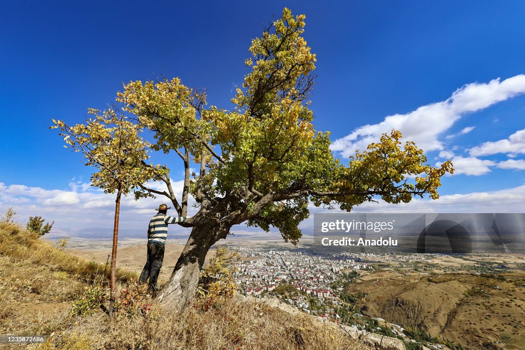 Riot of colors in Turkey's Mus