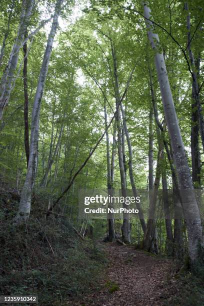 Pth in the Arbas forest amid beech trees. The forest in Arbas in the French Pyrenees is a mixed forest : some parts are slowly returning to a...