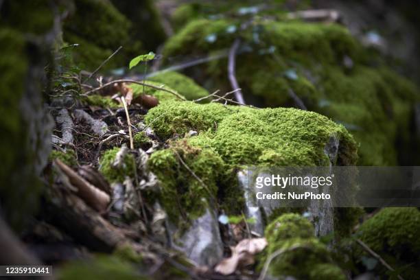 The moss is growing on a stone from an ancient occupation place. The forest in Arbas in the French Pyrenees is a mixed forest : some parts are slowly...