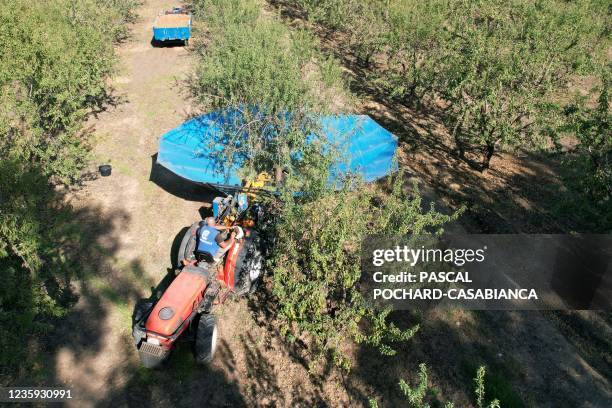 Worker harvests almonds in an orchard with a tree shaking and fruit recuperation pneumatique system on a tractor at Ghisonaccia on the French...