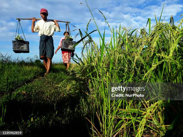Myanmar Rice Paddy 1,675 Rice Plantation Myanmar Stock Photos, High-Res Pictures, and ...