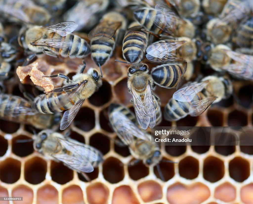 Female entrepreneur generate jobs for young girls in beekeeping