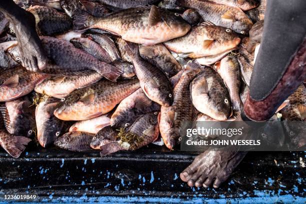 Freshly caught fish are pictured in a pirogue in Dakar on October 18, 2021. - Small scale fishermen can earn around 2500 West African Francs per...