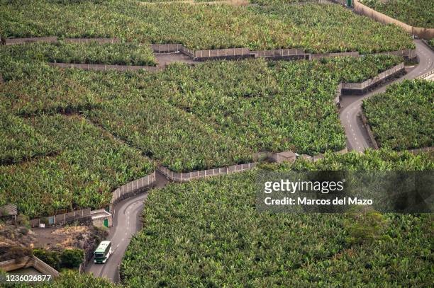 Bus rides between banana plantations near the town of Las Indias, south of La Palma. Many plantations have been destroyed by lava streams from the...