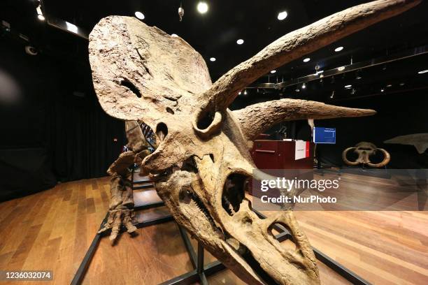 Fossilized triceratops skeleton stands on a metal frame during its auction at the Hôtel Drouot, a famous auction house in Paris, on October 21, 2021....