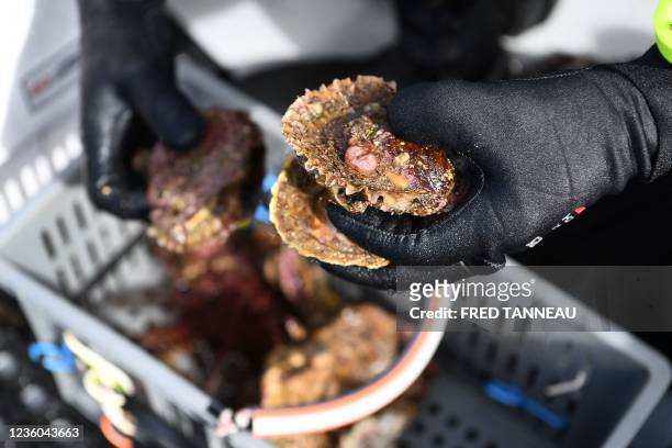 In this photograph taken on September 29 French marine biologist at IFREMER Stephane Pouvreau holds flat oysters from an oyster bed at...
