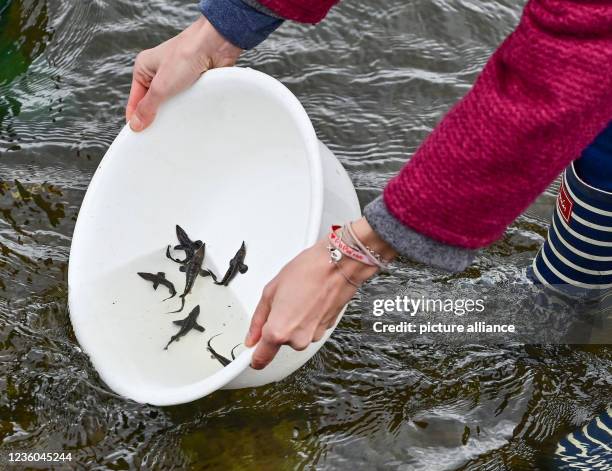 October 2021, Brandenburg, Lebus: A woman releases small sturgeon into the water of the German-Polish border river Oder. On the same day, around 2000...