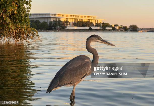 Heron wades in the waters of the Potomac River in Washington, DC on October 21st, 2021.