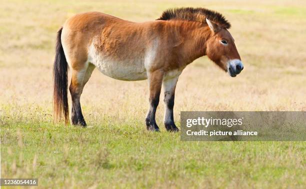 October 2021, Brandenburg, Schorfheide: , Schorfheide. A Przewalski's horse stands in the grass in its enclosure at Schorfheide Wildlife Park north...