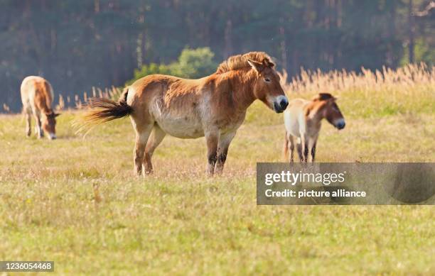 October 2021, Brandenburg, Schorfheide: , Schorfheide. Three Przewalski's horses stand in the grass in their enclosure at Schorfheide Wildlife Park...